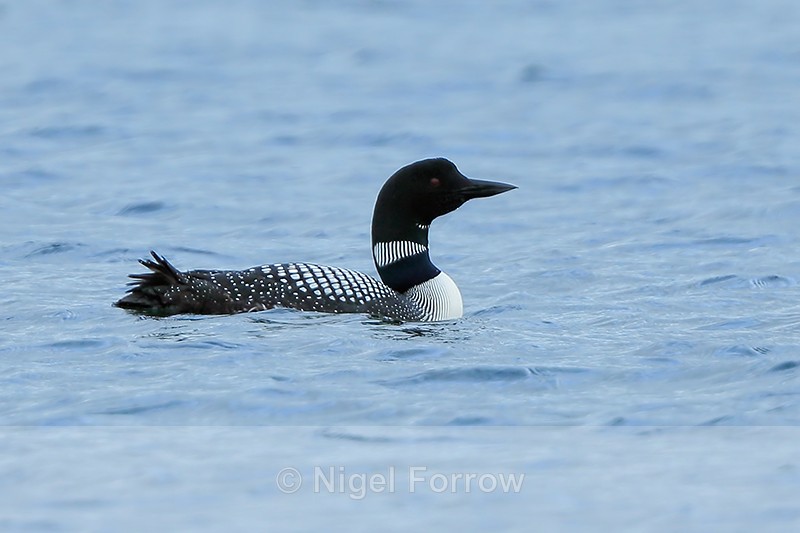 Great Northern Diver (adult breeding plumage), Iceland - Great Northern Diver