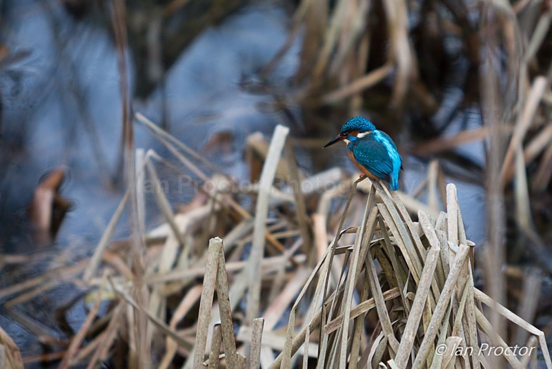 Kingfisher on watch! - Nature