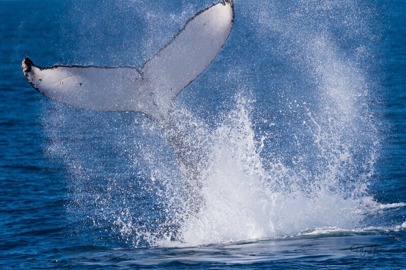 Big Splash 2 0A3A4570 - Humpback Whales