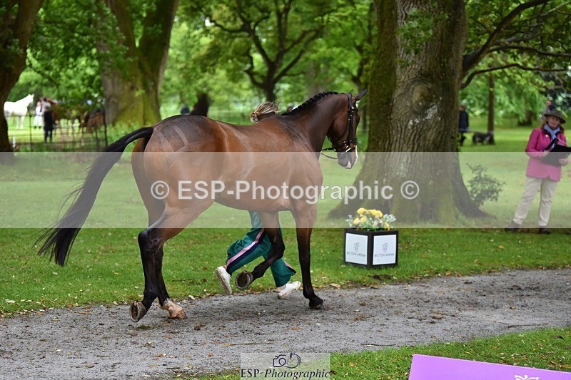 240522-163700-01047 - 214-DSH_GOLDEN_EYE-Lucinda_Mesquita