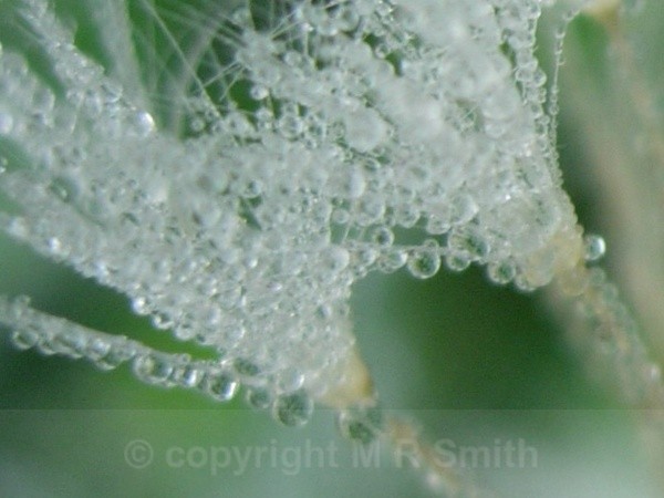 Frosted Dandelion Clock - MACRO & CLOSE UPS 2