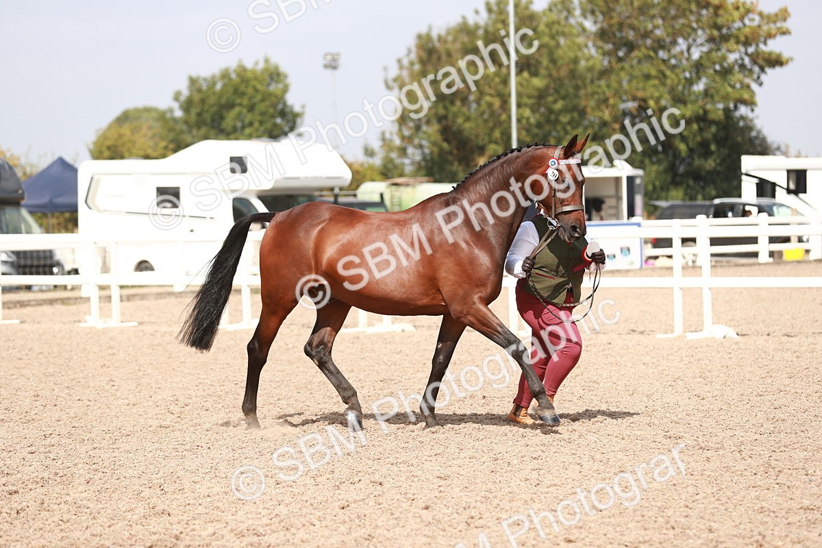 SBM_13306 - Class 208 IH Veteran Horse