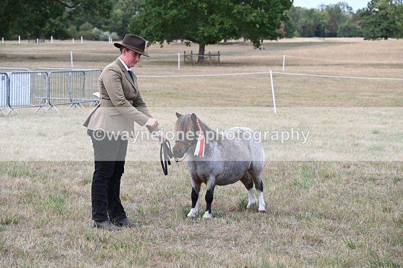 WJ6_7110 - Class 21 Shetland & Mini Horses