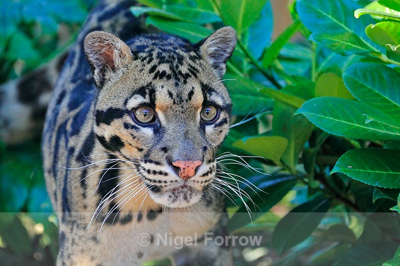 Clouded Leopard (male) close-up - Leopard