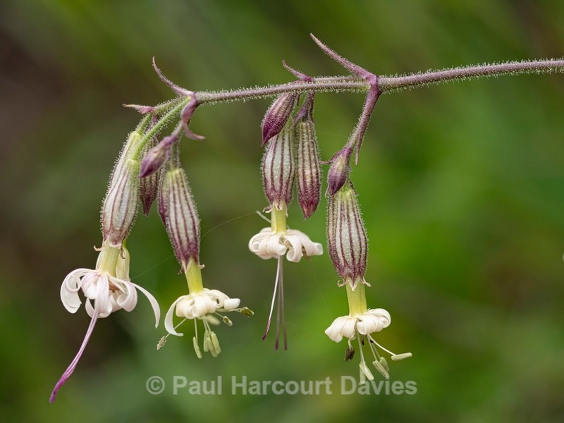 Nottingham catchfly (Silene nutans) - Wild Flowers