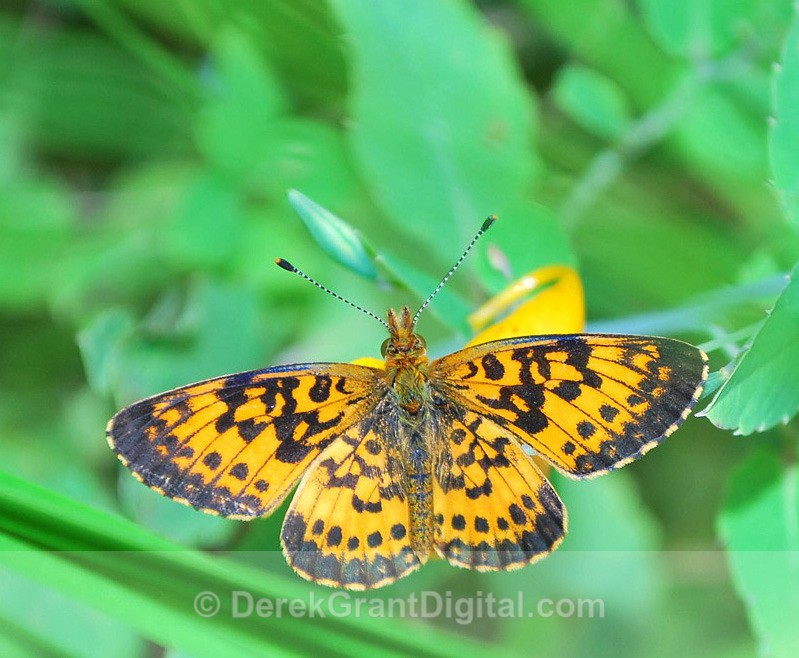 Silver-bordered Fritillary - Butterflies & Moths of Atlantic Canada