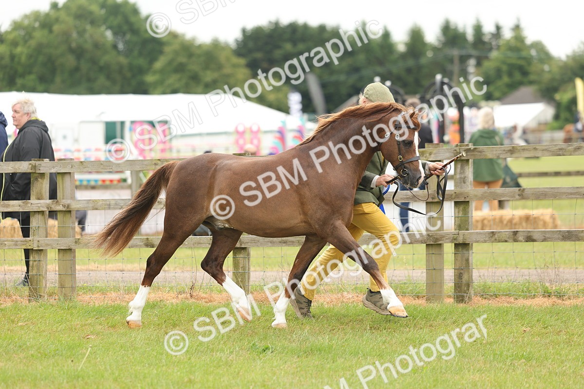 SBM_02276 - Class 50-57 - M&M Welsh Pony In Hand