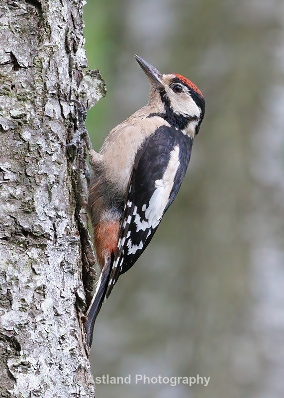 Great Spotted Woodpecker - Latest Images