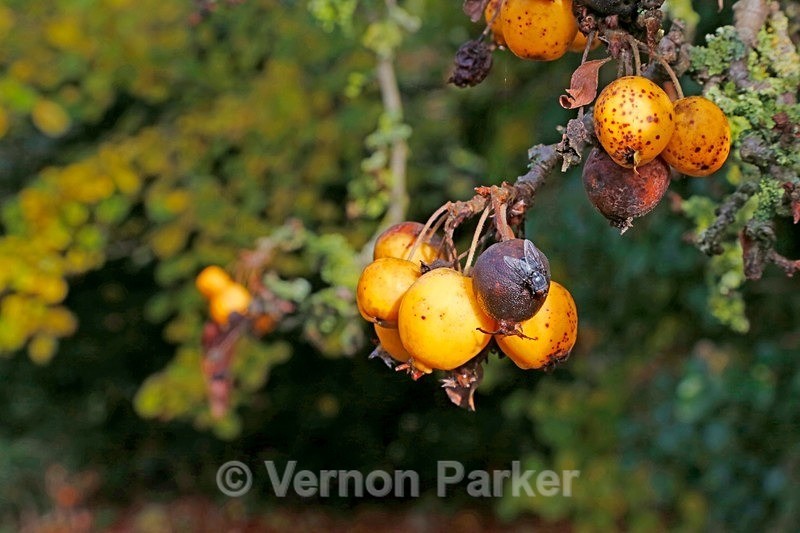 Autumn Leaves - Backgrounds