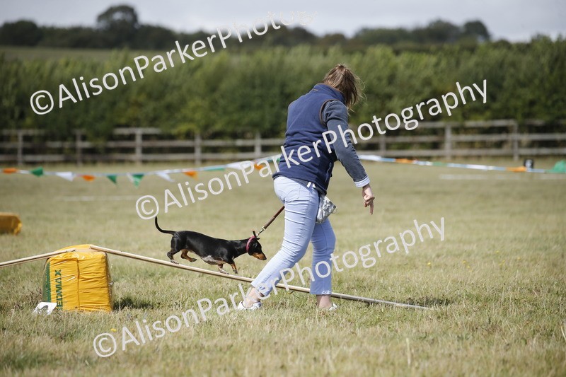20250831-3835 - Dog Show