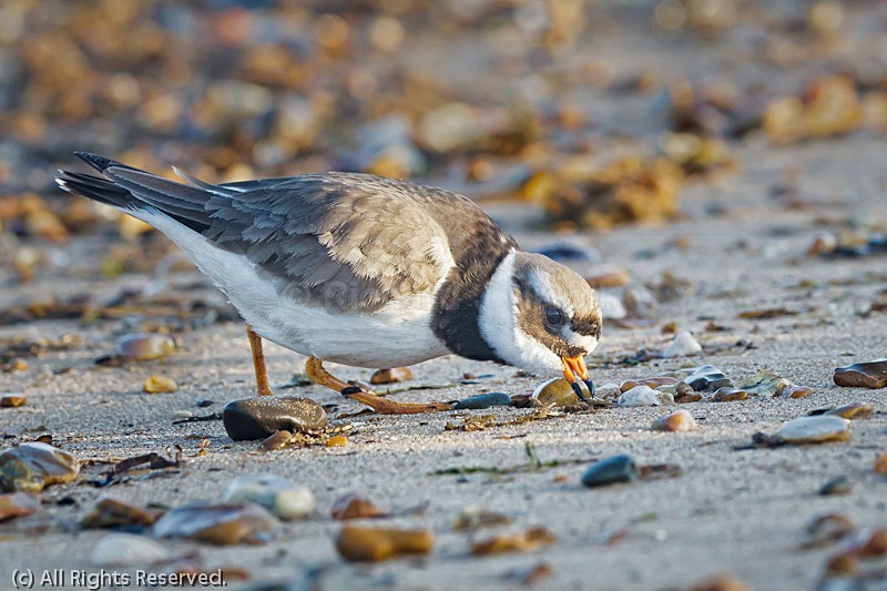 Ringed Plover (Charadrius hiaticula) feeding - Ringed Plover (Charadrius hiaticula)