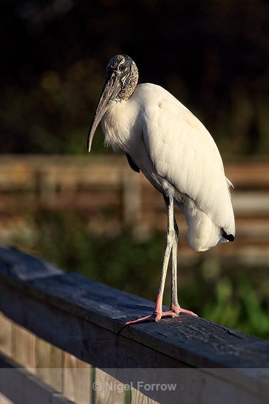 Wood Stork perched on boardwalk, Wakodahatchee Wetlands, Florida - Wood Stork