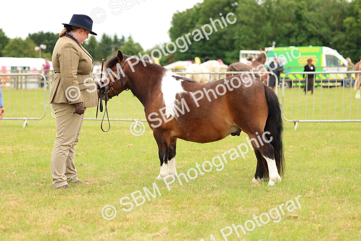 SBM_04380 - Class 64-67 - Shetland Pony In Hand