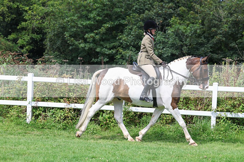 3E7A8634 - Class 5: Working Show Horse