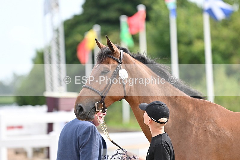 240717A-165711-03562 - Trot Up 4pm to 5pm