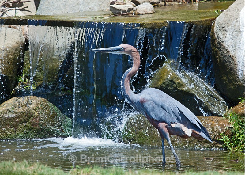 Purple Heron - Wildlife