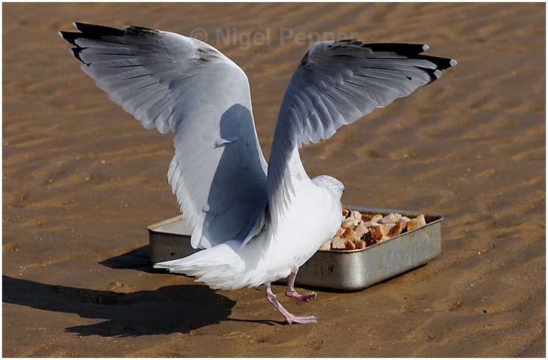 Feeding Time ( 2 ) - Leggy the Herring Gull