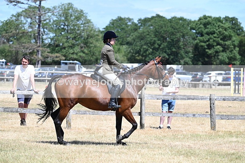 WJ7_2850 - Class 7 Riding Club Show Horse