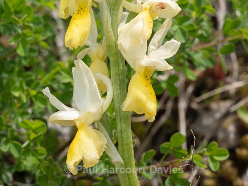 Few-flowered Orchid (Orchis pauciflora) - Wild Orchids 2021