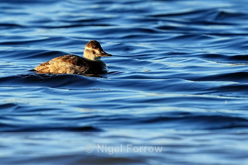 Ruddy Duck (female), Bosque del Apache, New Mexico - Ruddy Duck