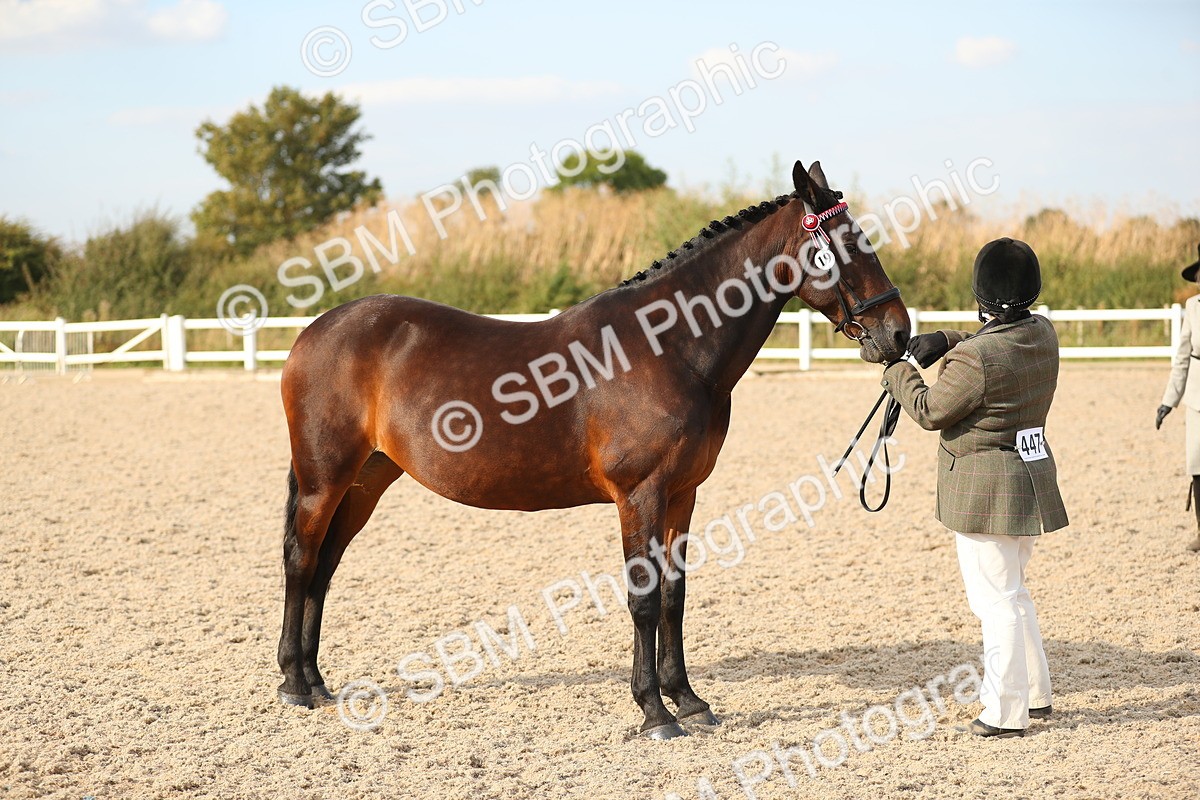 SBM_08593 - Class 28 - IH Veteran Horse