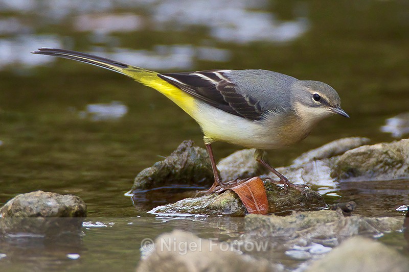 Grey Wagtail, Crawley Weir, Witney - Grey Wagtail