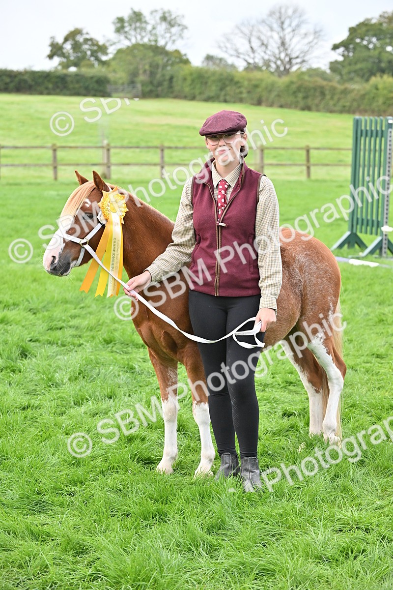 SBM_56979 - S45 - Coloured Pony In Hand