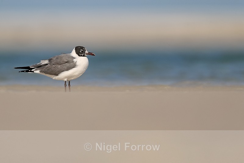 Laughing Gull low angle shot, Fort De Soto, Florida - Laughing Gull