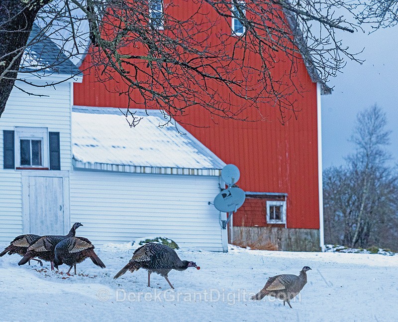 wild turkeys (Meleagris gallopavo) rural Charlotte County, NB - Birds of Atlantic Canada