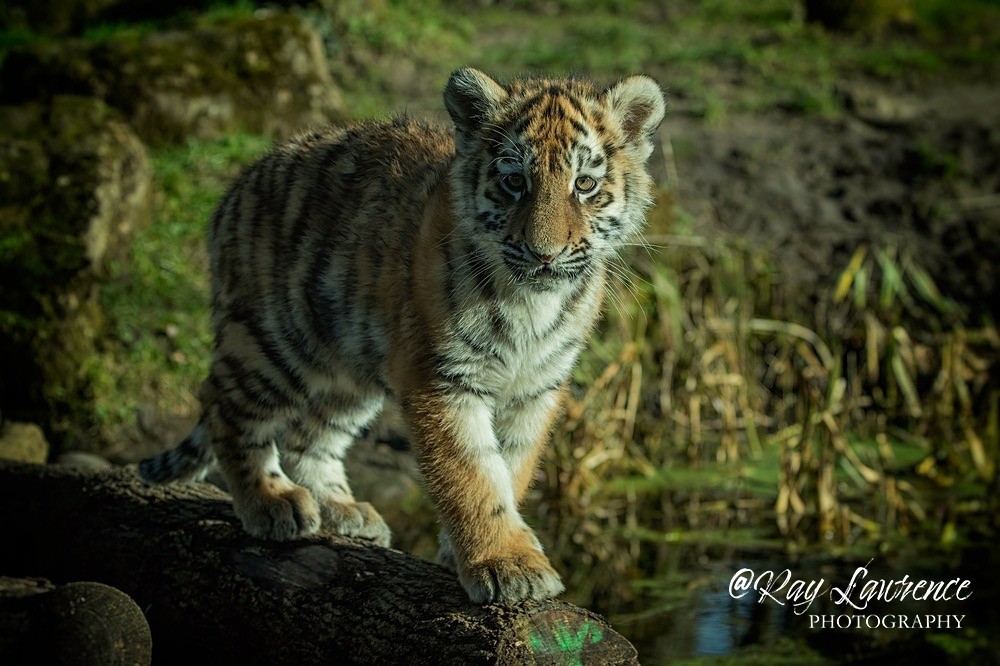 Amur Tiger Cub - RLP_1741-108 - Vulnerable and Beyond