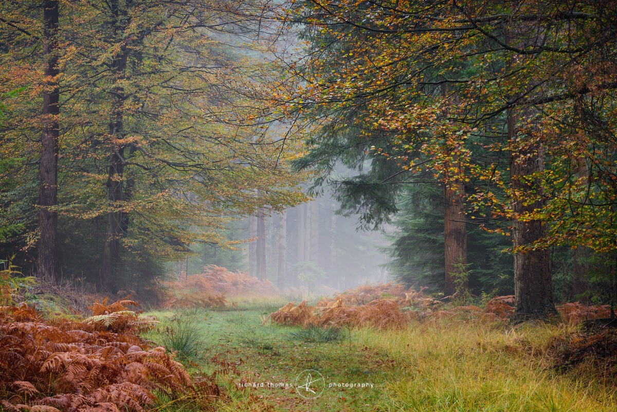 Misty corner - New Forest - Woodland