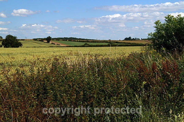 Agricultural Fields - Nottinghamshire - England