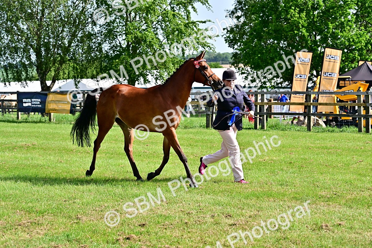 SBM_01104 - Class 46-49 - Arab and Part Bed-Anglo Arab In Hand