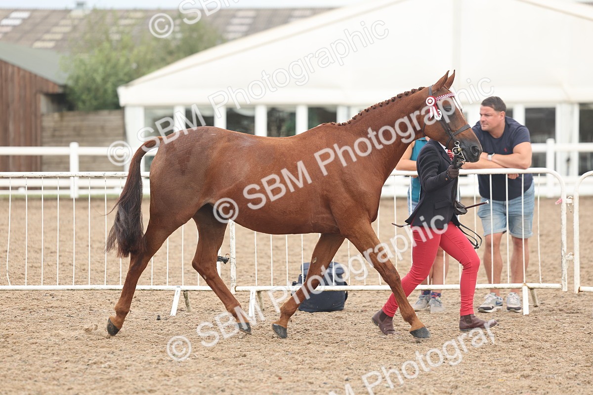 SBM_08485 - Class 29 - IH Veteran Pony