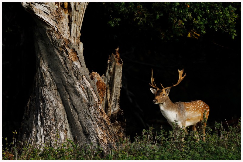 Fallow Deer Buck by Twisted Oak  - Latest Work