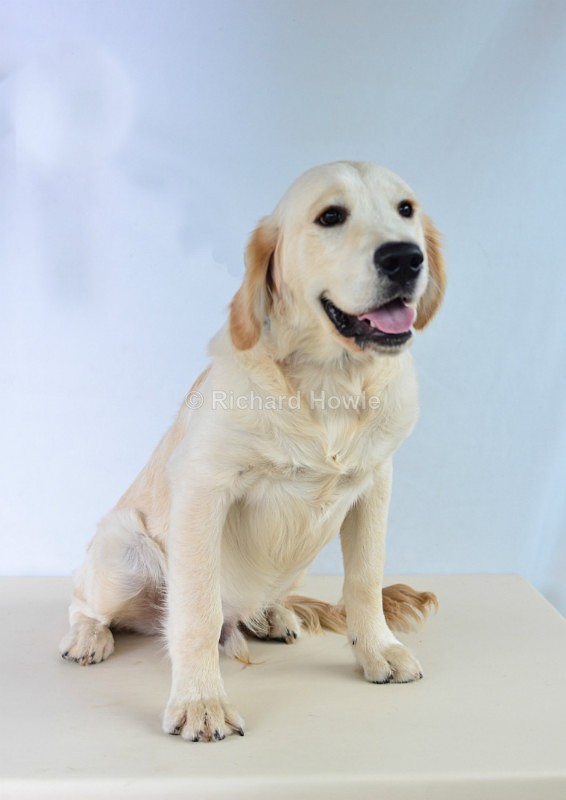 RAH_4233 - Pet Photography