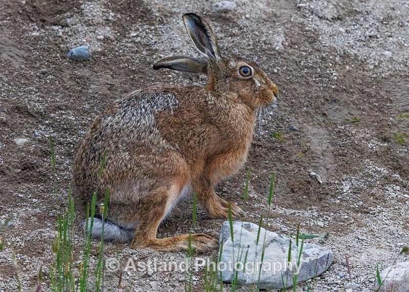 Brown Hare - Latest Images