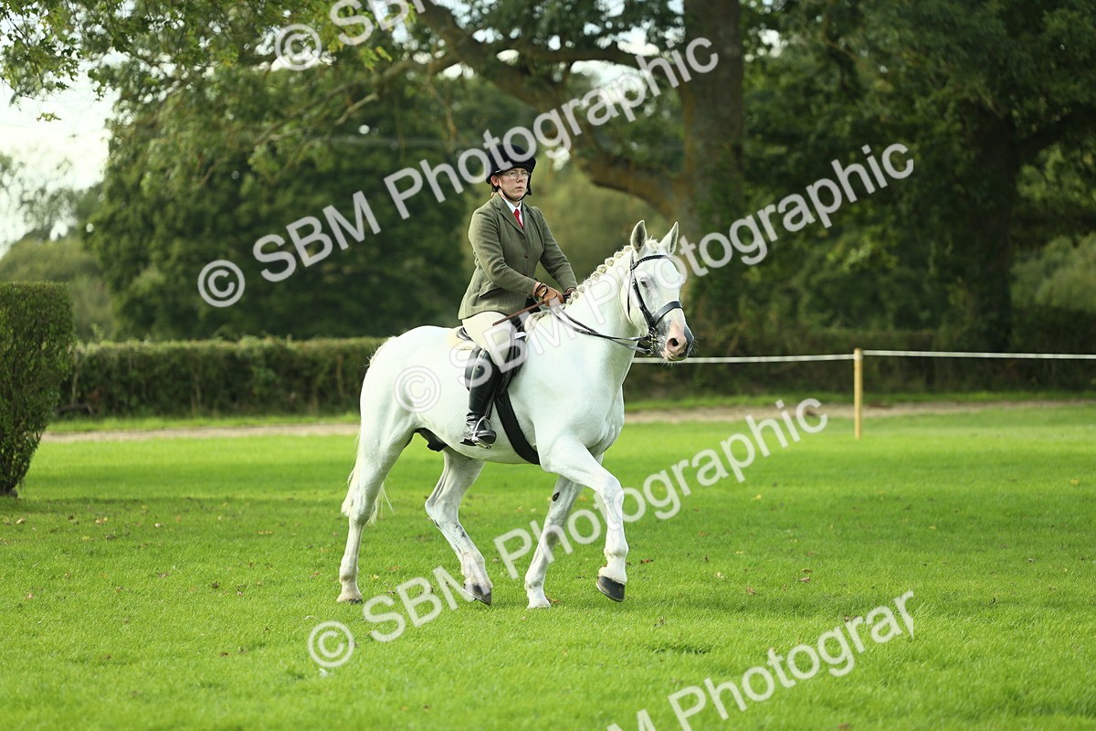 SBM_50664 - S33 - Working Hunter & Working Show Horse