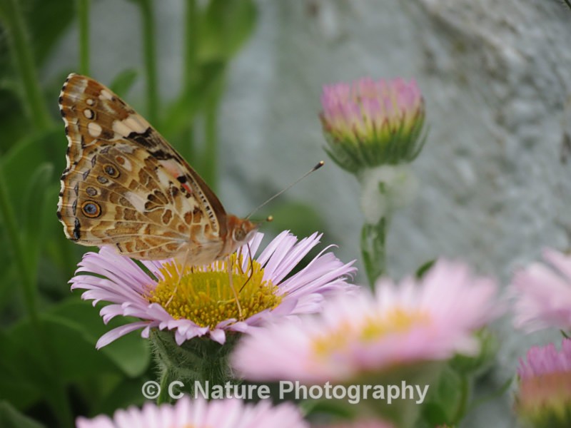 Painted Lady - Insects & Creepy Crawlies