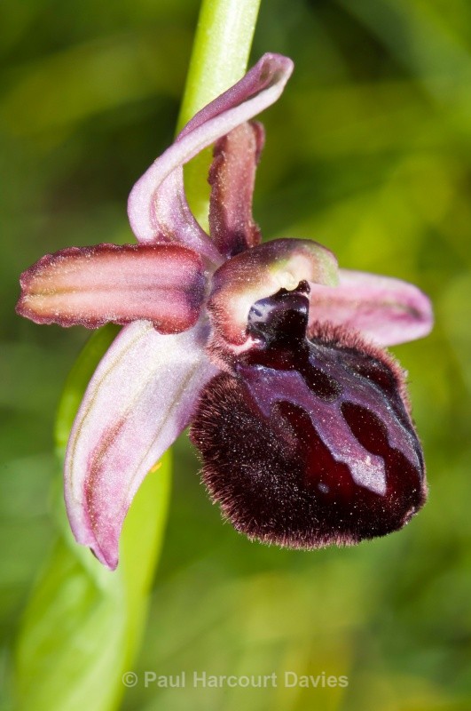 Siponto Ophrys (Ophrys sipontensis) an orchid endemci to the Gargano penisula, - Orchids - Ophrys