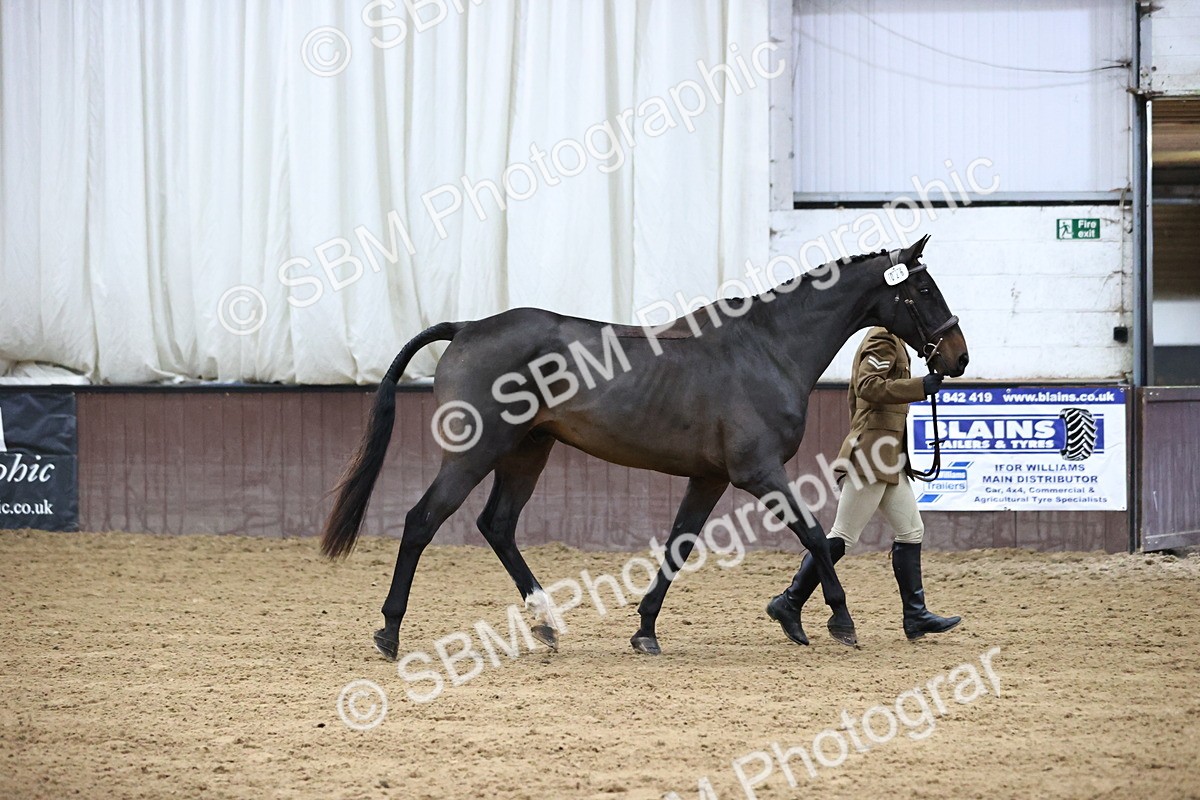 SBM_5230 - Class 39 - In Hand Gelding