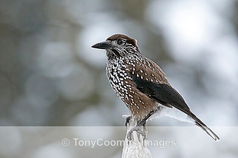 Nutcracker  1901-18950 - The Mountains