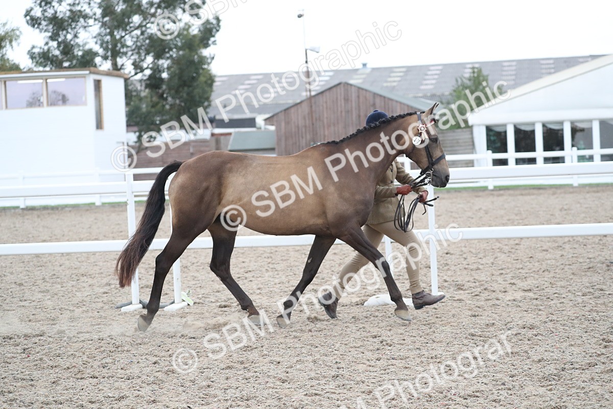 SBM_18382 - Class 318 IH Part bred Horse/Pony