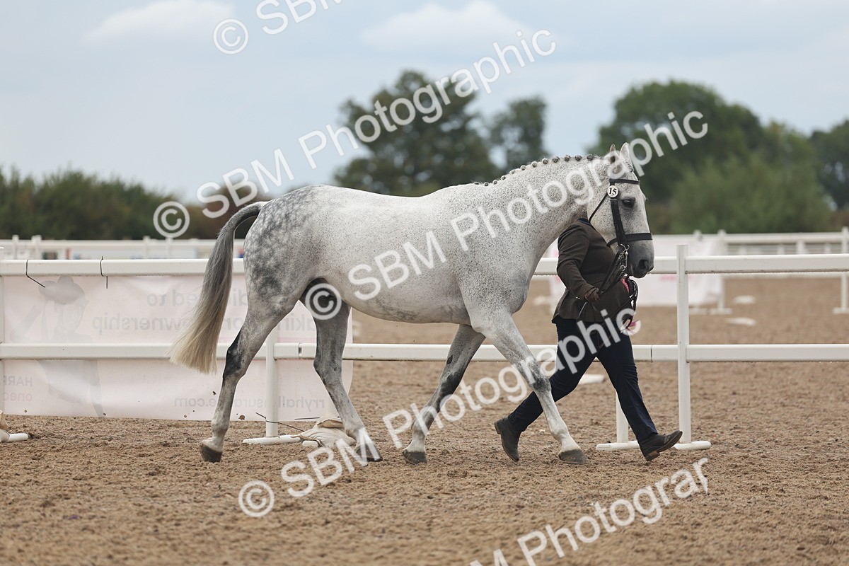 SBM_07968 - Class 28 - IH Veteran Horse