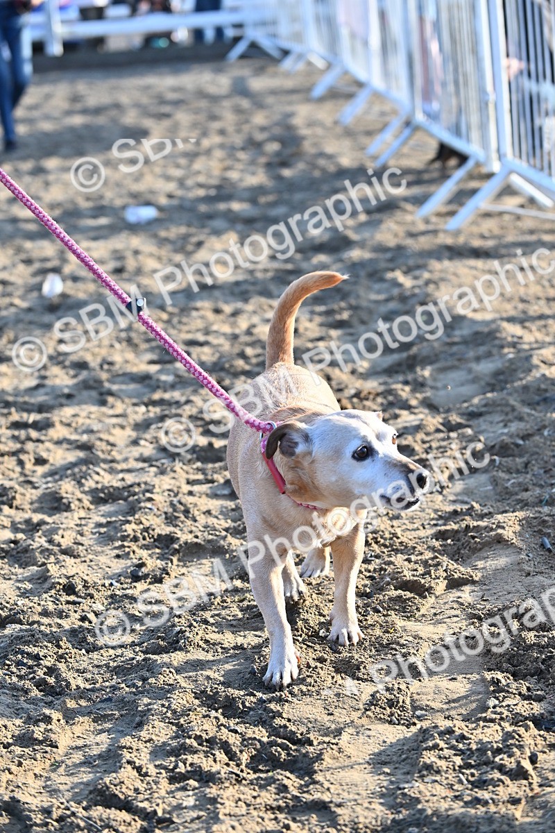 SBM_09421 - Lorry Dogs