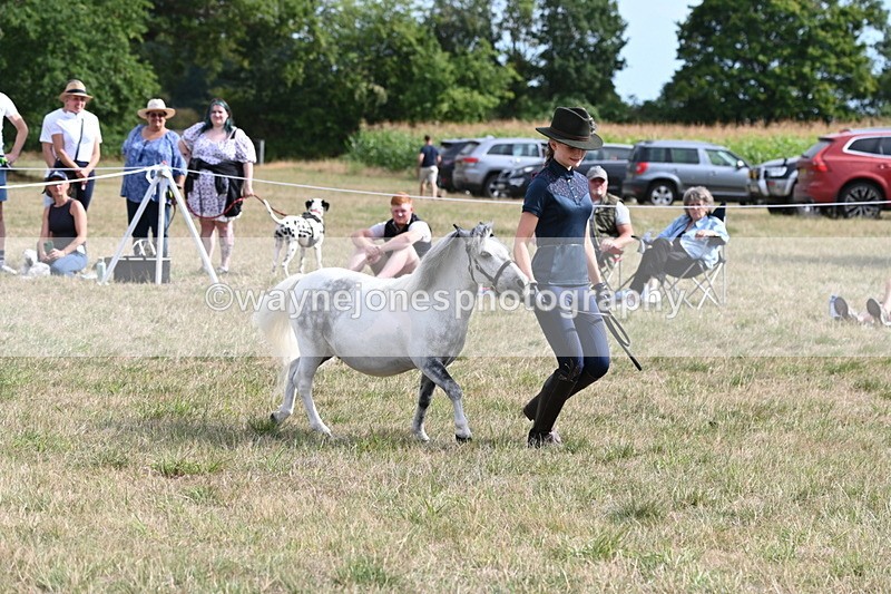 WJ6_7056 - Class 21 Shetland & Mini Horses