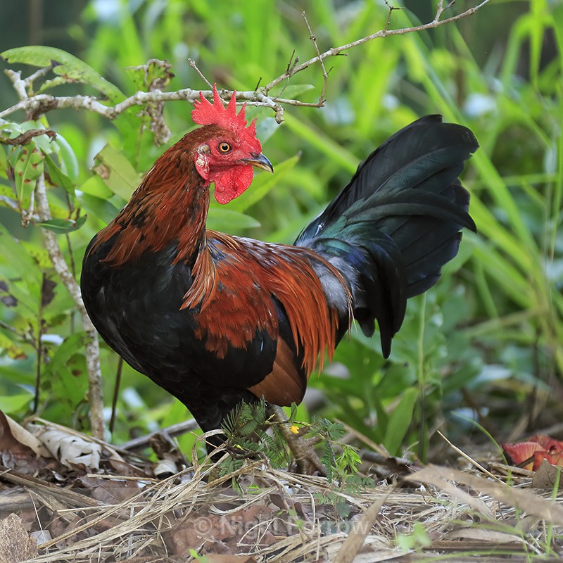 Red Junglefowl (male), Opaekaa Falls, Kauai - Red Junglefowl