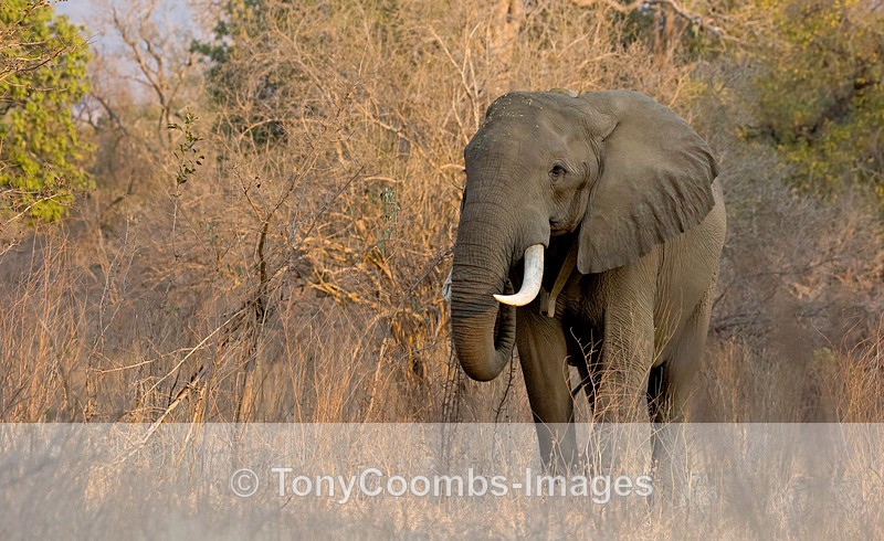Elephant - Mana Pools ~ The Mammals
