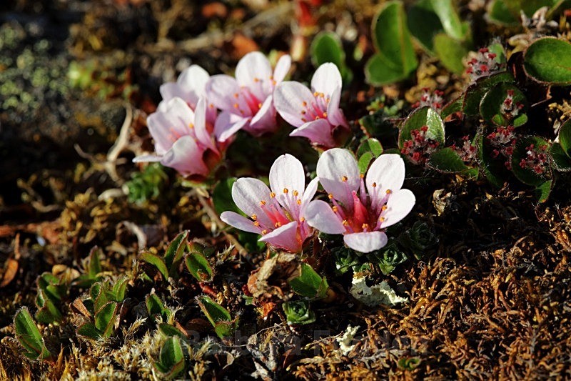 Purple Saxifrage 7387 - Colours of Svalbard