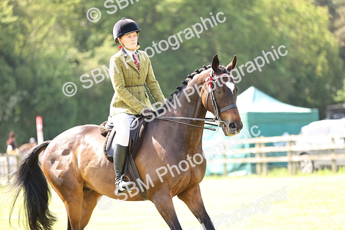 SBM_13019 - Class 75-76 LIHS BSHA Rising Star Hack Riding Horse